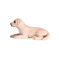 ラブラドール(仔)